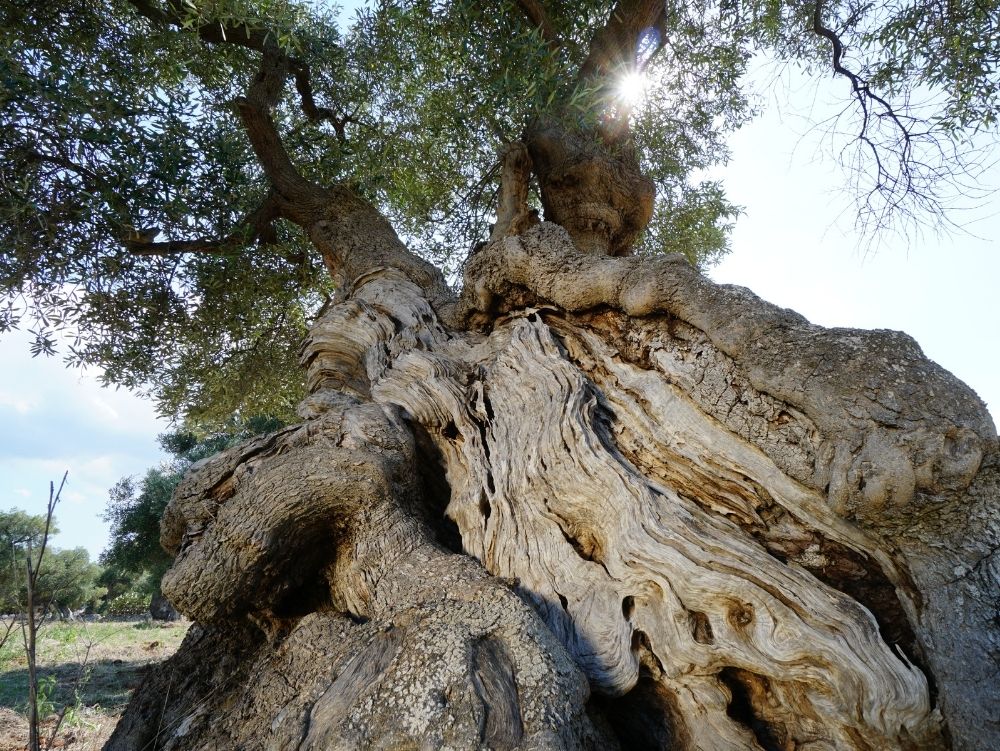 Sapori pugliesi